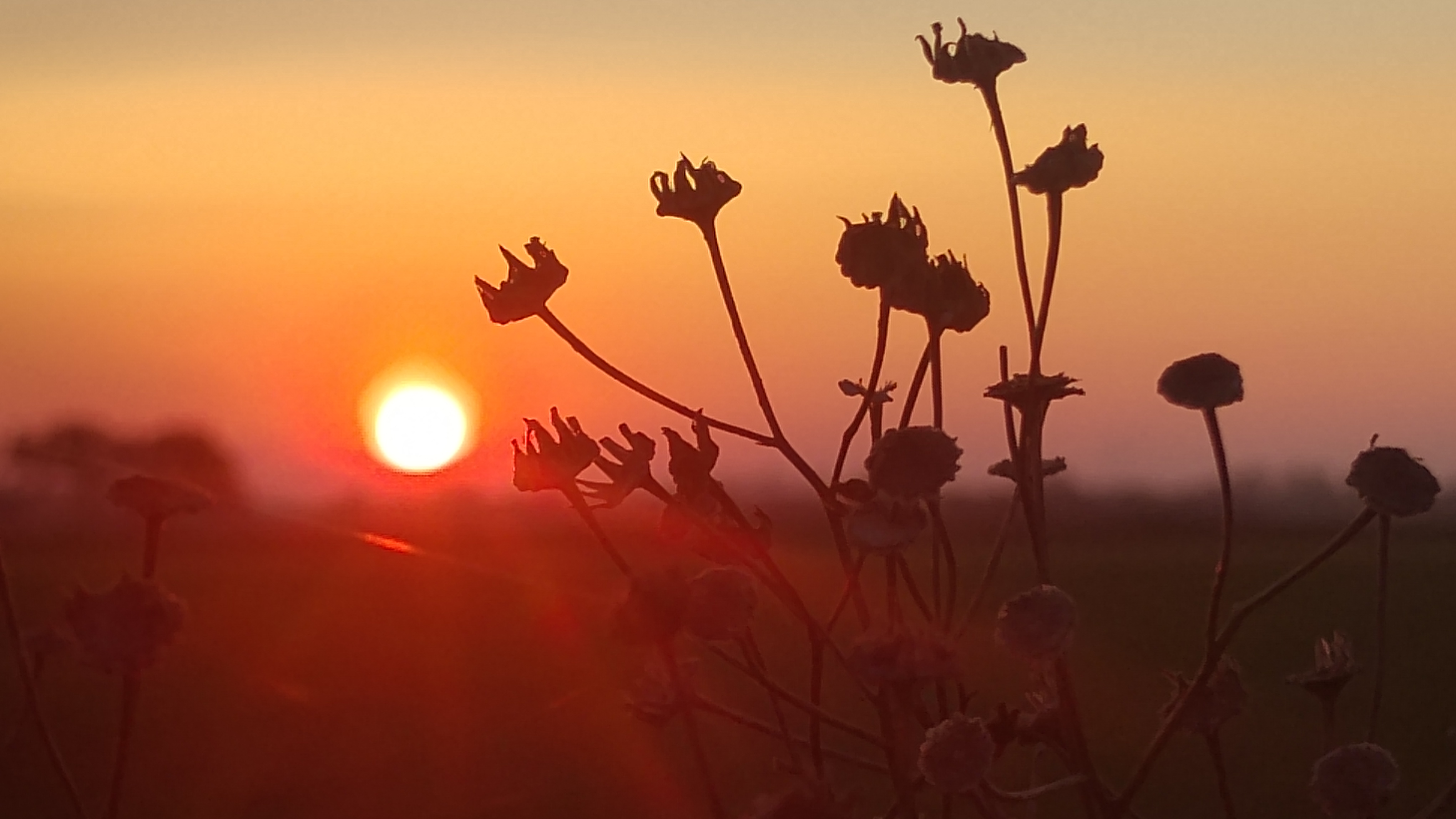 Anna Smoczyńska.jpg
